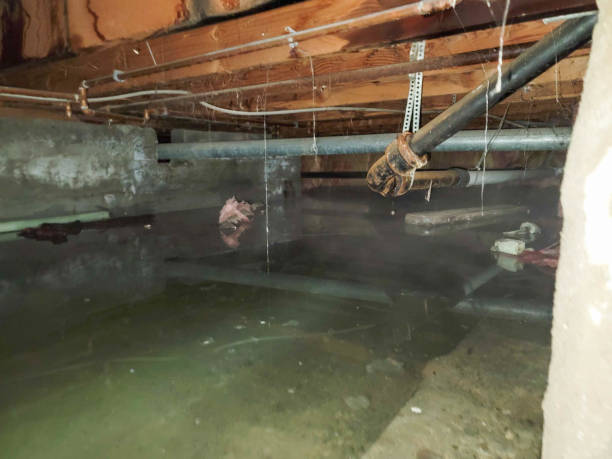 Best Water damage restoration specialists  in Globe, AZ