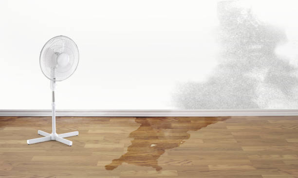 Best Carpet water damage restoration  in Globe, AZ